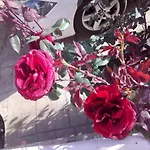 Village Perfume *