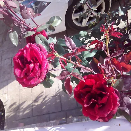 Village Perfume *
