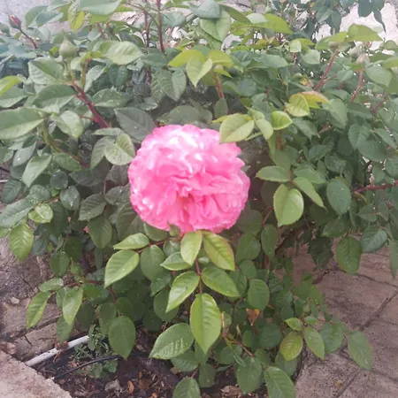 Σπίτι διακοπών Village Perfume