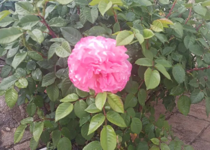 Feriehus Village Perfume